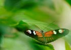 Mannat Sangha - Chasing Butterflies.JPG